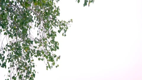 Bodhi tree with gray sky Stock Footage 87795061