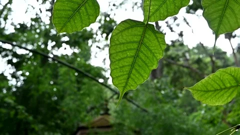 Bodhi tree in the green forest. Stock Footage 143480375