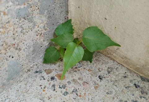 Bodhi tree growing on lime ground Stock Photos