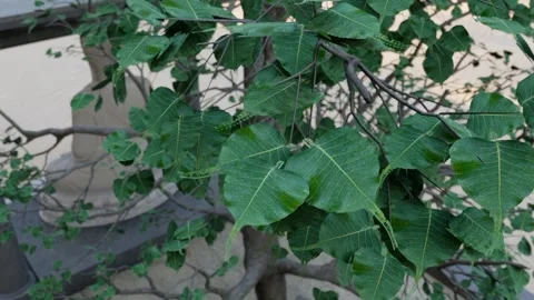 Bodhi Tree leaf 3D Animation video footage Stock Footage 207197703