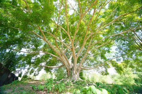 Bodhi Tree Stock Photos
