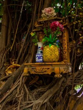 Bodhi Tree Stock Photos