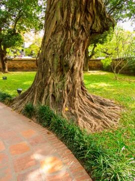 Bodhi Tree Stock Photos