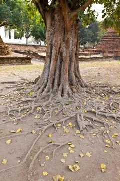 Bodhi tree roots Stock Photos