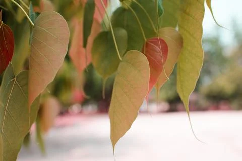 Bodhi Tree in the temple Stock Photos