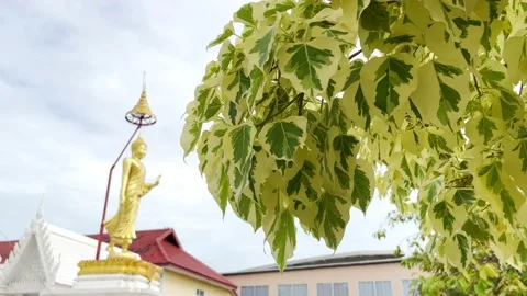 The Bodhi tree is in the temple, swaying in the wind, and the beautiful Buddha. Stock Footage 223379694