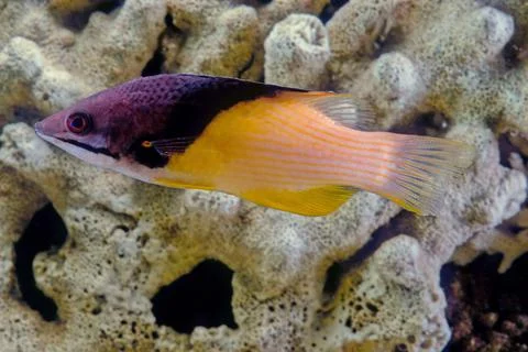 Bodianus mesothorax Stock Photos