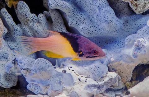 Bodianus mesothorax Stock Photos