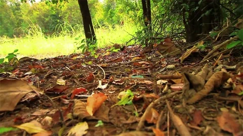 Bodies of water in the forest Video stock 49317907