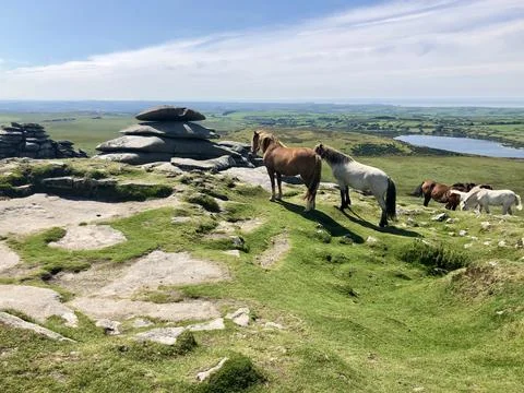 Bodmin Moor Rough Tor Summit And Ponies In The Summer Foto stock