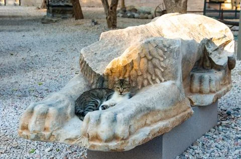 Bodrum cat between hands of ancient statue of lion in the Saint Peter's castl Stock Photos