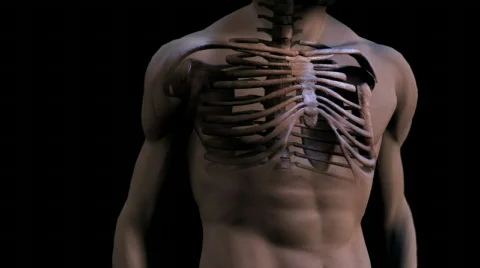 Body and Bones Stock Footage 479124