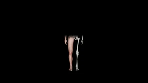 Body and Skeletal System Half-Reveal Color Stock-Footage 329764903