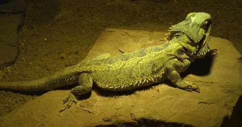 Body Bearded dragon lizard. Stock Footage 134846182