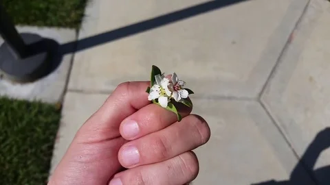On Body Camera Shot - Walking With a Single Small White Flower Video stock 77011904