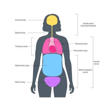 Body cavities poster Stock Illustration