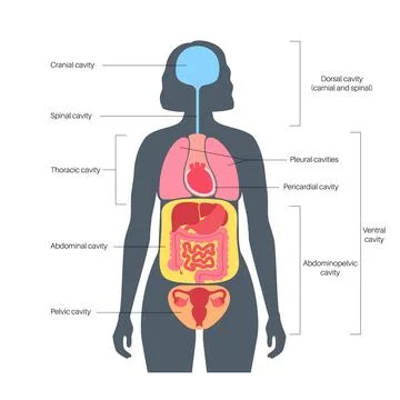 Body cavities poster Stock Illustration