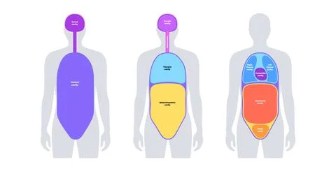 Body cavities poster Stock Illustration
