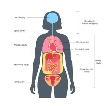 Body cavities poster Stock Illustration