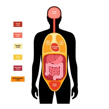 Body cavities poster Stock Illustration