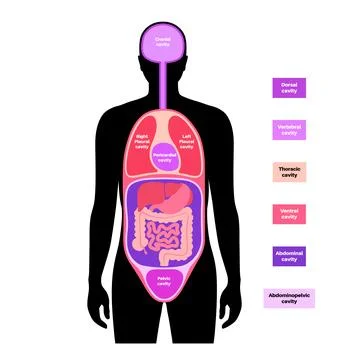 Body cavities poster Illustrazione stock