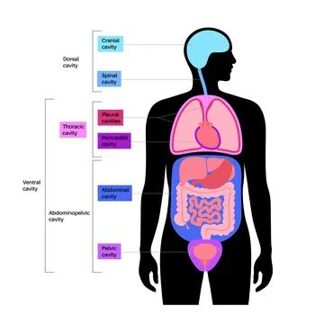 Body cavities poster Stock Illustration