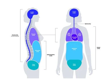 Body cavities poster Stock Illustration