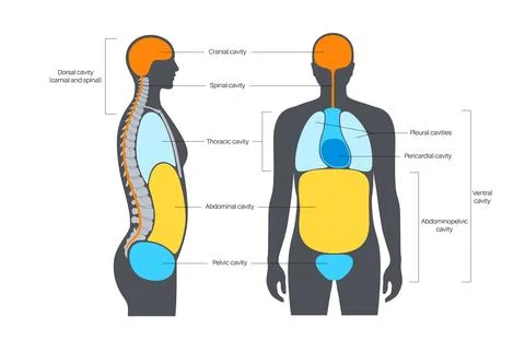 Body cavities poster Stock Illustration