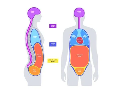 Body cavities poster Stock Illustration
