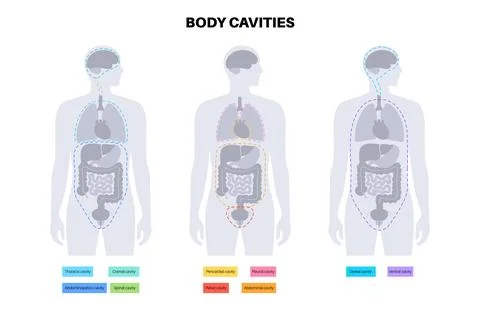 Body cavities poster Stock Illustration