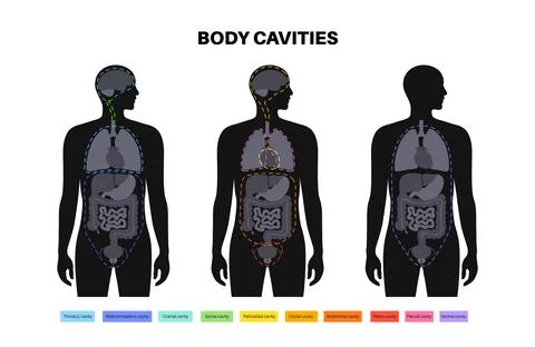Body cavities poster Illustrazione stock