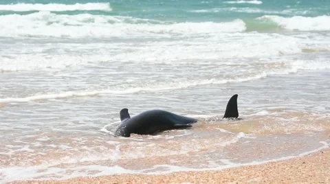 The body of a dead bottlenose Dolphin stranded on a sand beach Stock Footage 63958852