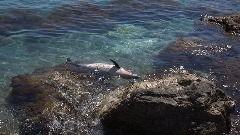 The body of a dead Dolphin washed up on the beach Stock Footage 126808016