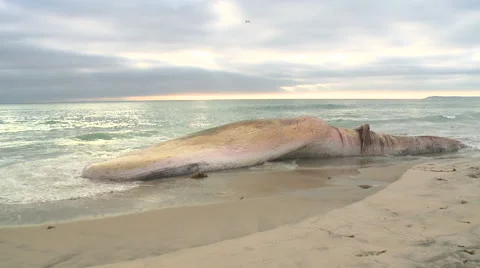 Body of a dead fin whale beached Video stock 40820936