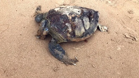Body of Dead Sea Turtle on the Beach Stock Footage 88931015