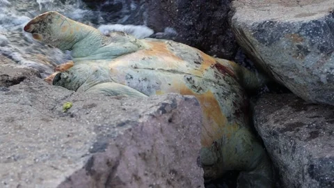 Body of a Dead Sea Turtle on Rocks Stock Footage 314239125