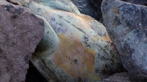 Body of a Dead Sea Turtle on Rocks (Closeup) Stock Footage 314239126