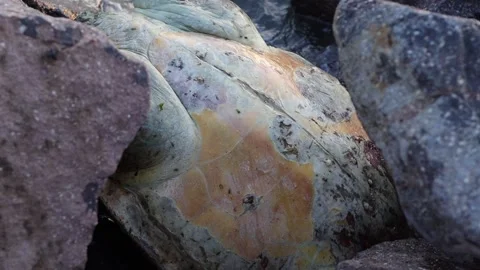 Body of a Dead Sea Turtle on Rocks in Slowmotion (Closeup) Stock Footage 314239131