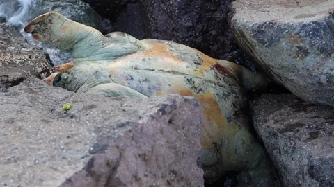 Body of a Dead Sea Turtle on Rocks (Slow Motion) Stock Footage 314239133