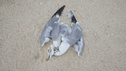 Body of Dead Seagull on Sandy Beach, Polluted Environment and Nature, 4k Stock Footage 201123727