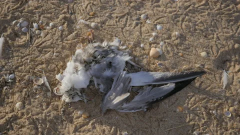Body of Dead Seagull on Sandy Beach, Polluted Environment, 4k Stock Footage 201128275