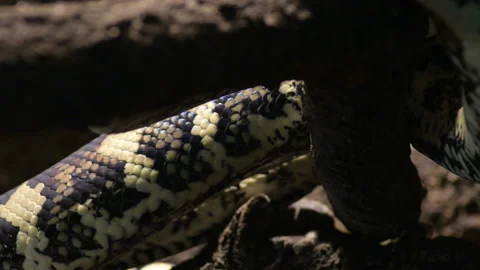 Body of diamond python snake creeping in a terrarium - Morelia spilota 動画素材 130864139