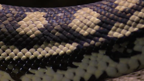 Body of diamond python snake passing - Morelia spilota Vidéo 130863802