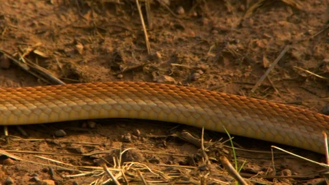 Body Of Eastern Brown Snake Gliding Through Dirt Ground Video stock 112334204