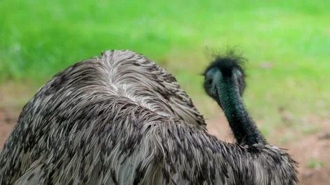 Body of an emu Video stock 315175865