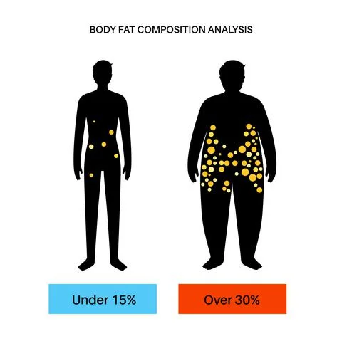 Body fat composition Stock Illustration