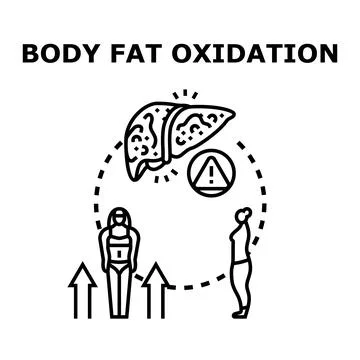 Body fat oxidation process causing liver problems Stock Illustration