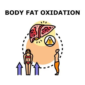 Body fat oxidation process causing liver problems Stock Illustration