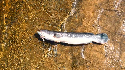 The body of Giant snakehead fish on brown ground Stock Footage 320047005