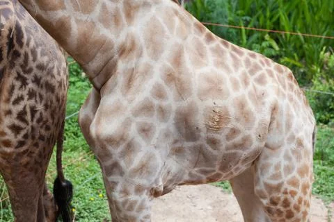 The body of giraffe Stock Photos
